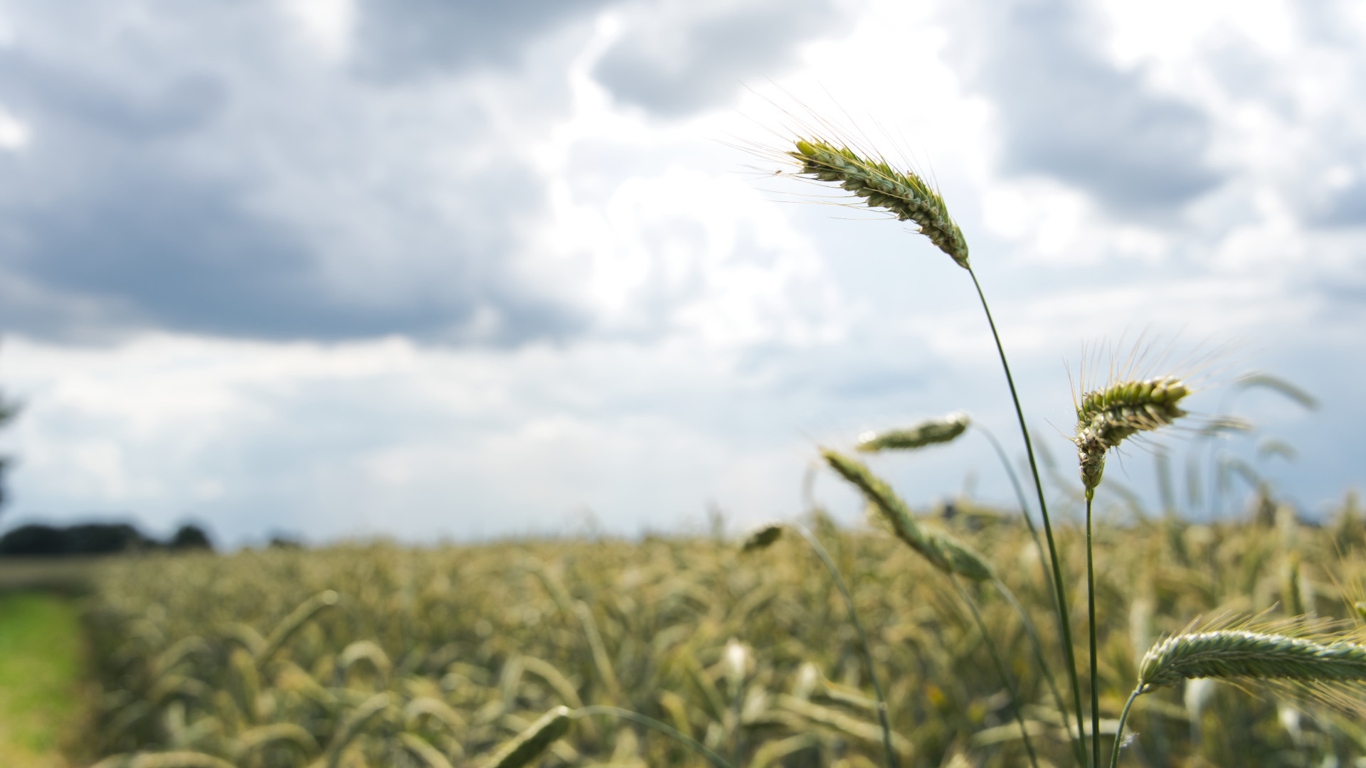 Getreide auf einem Feld
